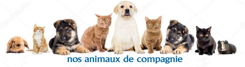 Les animaux de compagnie – Saint Martin des Entrées